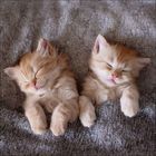 Zwei schlafende, flauschige Kätzchen liegen eng nebeneinander auf einer grauen Decke.