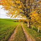 Kein Text vorhanden. Ein Pfad führt durch grüne Wiesen; rechts ein Baum mit gelbem Herbstlaub.