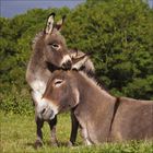 Zwei Esel stehen Kopf an Kopf, ihre Fellfarben sind braun-weiß und rotbraun. Hintergrund unscharf, Boden grün.