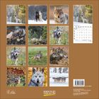 „JANUAR 2024“ und „KORSCH VERLAG“. Zwölf Fotos von Wölfen in verschiedenen Naturkulissen.