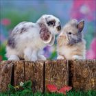 Zwei flauschige Kaninchen sitzen auf einem Holzbalken vor unscharfem, buntem Blumenhintergrund.