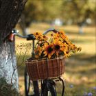 Ein Fahrrad mit Korb voller gelber Blumen steht nahe eines Baumes in einer sonnigen Landschaft.