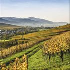 Text fehlt. Eine herbstliche Landschaft zeigt Reihen von Weinreben auf sanften Hügeln mit sichtbarem Dorf und Bergen im Hintergrund.