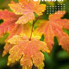 „Oktober“ und Kalendertage in Weiß auf orangefarbenen Ahornblättern mit Wassertropfen.