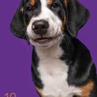 10, Kalendertage von 1 bis 31, Hundeporträt: Großer Schweizer Sennenhund vor lila Hintergrund.