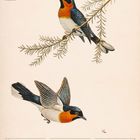 Ein Kalenderblatt für Februar 2027 mit einem Vogel auf einem Zweig und einem fliegenden Vogel.