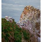 09 März, Mo 01 Di 02 Mi 03 Do 04 Fr 05 Sa 06 So 07. Seevögel auf einer felsigen Klippe über dem Meer.