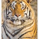 10, 2027, Kalender. Gesicht eines Tigers mit intensiven Augen, umgeben von trockenen Gräsern.