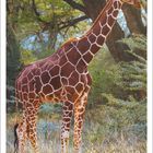 Kalenderblatt Oktober 2027. Eine Giraffe steht im Sonnenlicht vor einem Baum. Unten ist ein Kalender mit Datumsangaben.