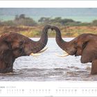 „Oktober“ und „October“ oben. Zwei Elefanten mit ineinander verschlungenen Rüsseln in einem Wasserloch.
