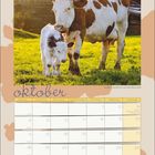 "oktober" steht oben. Darunter ein Kalender mit Wochentagen. Bild: Kuh und Kalb auf einer Wiese bei Sonnenuntergang.
