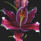 Text: "OKTOBER"; darunter ein Kalender. Darstellung: Eine pinke Lilienblüte mit Knospen auf schwarzem Hintergrund.