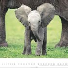 Kalenderseite mit Elefantenmotiv, Monat 10. Daten von 1 bis 31 mit Feiertagen: 3.10. und 31.10. im Vordergrund ein Elefantenbaby.