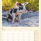 Kalenderblatt für Oktober 2027 mit einem Foto eines schwarz-weiß gefleckten jungen Schweins auf sandigem Boden vor grünen Büschen.