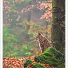 Kalenderseite Oktober 2027, zeigt einen Luchs im Wald, zwischen bunten Herbstblättern und moosbedeckten Steinen.
