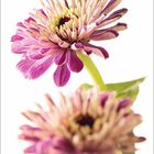 10. Zwei violette Blumen mit grünen Stielen und Blättern vor hellem Hintergrund, Kalendergestaltung.