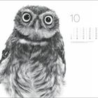 "10" und Kalendertage im Oktober; Schwarz-Weiß-Foto einer Eule mit großen Augen und detailliertem Gefieder.