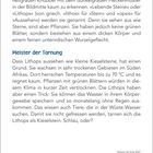 Zwischen Kieselsteinen sind kleine, hellgraue Knubbel. Lithops ähneln Kieseln, sind Pflanzen. Meister der Tarnung in Wüsten.