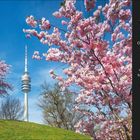 "Technikoptimismus" Text beschreibt einen Frühlingstag mit Kirschblüte im Münchner Olympiapark samt Olympiaturm. Datum 9. April.