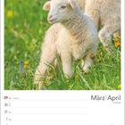 Kalender mit den Monaten März/April. Ein Lamm steht auf einer Wiese mit gelben Blumen.