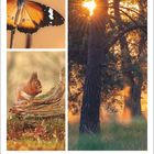 September, Oktober, 39. Woche. Ein Schmetterling und ein Eichhörnchen. Sonnenstrahlen im Wald.