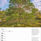 Juli-Kalender, 29. Woche, Krebs 21.6.–22.7., Löwe 23.7.–22.8., Zitat von Friedrich Hölderlin. Foto: Baumlandschaft unter blauem Himmel.