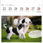 22. bis 28. März; Zitat: "Hunde lügen nie, wenn es um Liebe geht." Zwei spielende Hunde im Grünen.