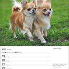 Juli, 29. Woche. Kalender mit zwei langhaarigen Chihuahuas auf einer grünen Wiese. Spruch: "Kein Weg ist lang mit einem Freund..."