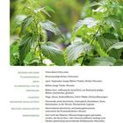 "Urtica dioica/Urtica urens, Brennnesselgewächse (Urticaceae). Ernte: April–September. Eigenschaften: harntreibend, entzündungshemmend."