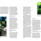 Texte: „Nicht zu tief pflanzen“, „Keine Hohlräume“, „Drahtballen weg oder nicht?“, „Anbinden“. Bild: Pflanzanleitung für Bäume.