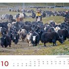 Kalender: Oktober mit hervorgehobenen Sonntagen. 
Eine große Herde Yaks bewegt sich über die Graslandschaft.