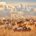 Zebras und Gnus stehen in großer Zahl auf einer sonnigen, grasbewachsenen Savanne unter einem dramatisch bewölkten Himmel.