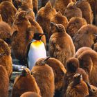 Kein Text vorhanden. Ein erwachsener Pinguin steht zwischen vielen flauschigen Küken mit braunem Gefieder.