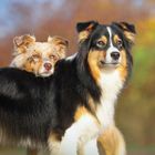 Zwei Hunde stehen nebeneinander, ein kleinerer stützt seinen Kopf auf den Rücken des größeren Hundes.