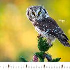 "Nyx", "Oktober". Eine kleine Eule sitzt auf einem Tannenzweig mit Zapfen, Hintergrund unscharf und herbstlich.