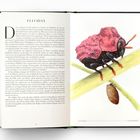 „FULCIDAX“: In einem offenen Buch ist links Text über einen Blattkäfer, rechts eine Illustration eines Käfers auf einem Blatt.