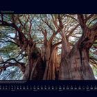 09 September. Der beeindruckende Santa María del Tule Baum in Oaxaca wird durch sein massives Aussehen und dichtes Blätterdach beschrieben. Darunter ist ein Kalender mit Septemberdaten.