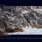 11 November. Pinguine auf felsiger Küste mit Meer im Vordergrund, darunter Monatsübersicht mit Wochentagen.