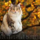 Kalender, Oktobermonat. Eine flauschige Katze sitzt vor einem unscharfen, herbstlichen Hintergrund mit orange-gelben Blättern.