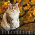 Kalendertage dargestellt, Monat 10 hervorgehoben. Eine sitzende Katze mit flauschigem Fell, Herbstlaub im Hintergrund.