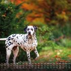 Kalender mit Oktober-Daten unten. Ein Dalmatiner im Vordergrund, umgeben von grünem Laub und herbstlichen Farben.