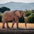 Kalenderdaten mit großen Zahlen: 1-31, Wochentage darunter. Ein Elefant in der Savanne mit Bergen im Hintergrund.