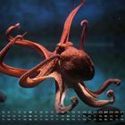 Kalender für Oktober, in blauem Wasser ein Oktopus. Wochentage und Daten sind unten.