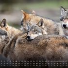 Kalender für Oktober mit Wolfsmotiv. Mehrere Wölfe stehen zusammen, einer ruht den Kopf auf dem Rücken eines anderen.
