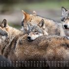 Kalender für Oktober mit Wochentagen und Zahlen. Vier Wölfe stehen eng beieinander, einer legt den Kopf auf einen anderen.