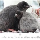 Kalenderblatt mit Zahlen von 1 bis 30, hervorgehobene 7 und 21. Zwei flauschige Pinguin-Küken kuscheln sich aneinander.