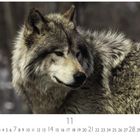 11, Casares Edition. Ein Wolf mit dichtem, grauem Fell blickt zur Seite, Hintergrund ist verschwommen.