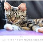 Text: "11", "CASARES EDITION", Zahlen 1 bis 30. Eine Katze liegt auf einem lila Kissen, schaut direkt nach vorne.