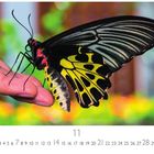 Ein auffälliger Schmetterling mit gelben und schwarzen Flügeln sitzt auf einer Hand. Darunter Zahlen von 1 bis 30 und die Zahl 11.