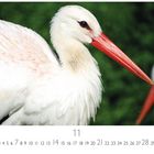 11. Ein Kalenderbild zeigt einen Storch mit rotem Schnabel und weißem Gefieder vor grünem Hintergrund.